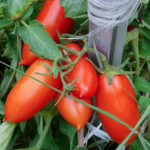Variedad de tomate Kaspar