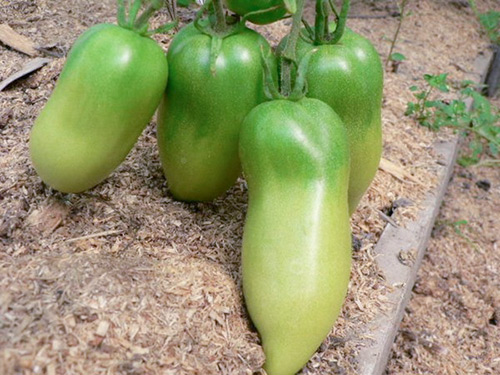 Odmiana pomidora Kaspar