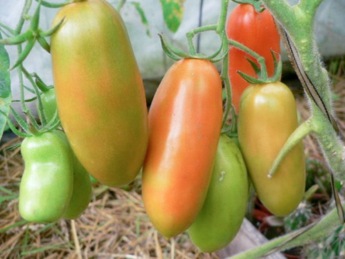 Variedad de tomate Kaspar