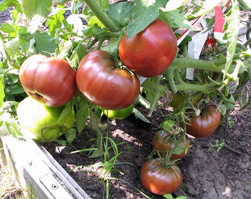 Variedad de tomate Black Prince