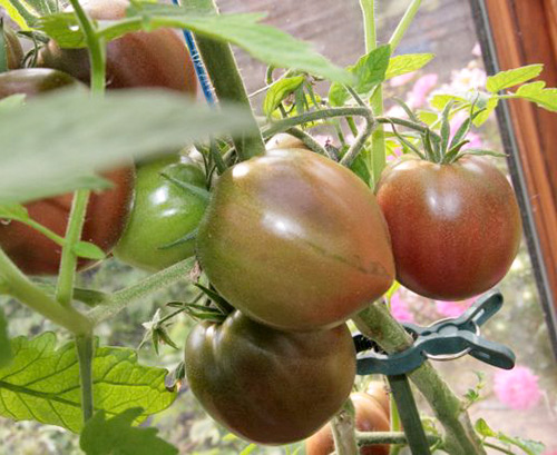 Variedad de tomate Black Prince