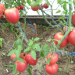 Odmiana pomidora Grandee (Budenovka)