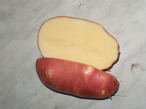 Potato variety Red Scarlet