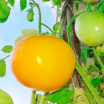 Odmiana pomidora Persimmon