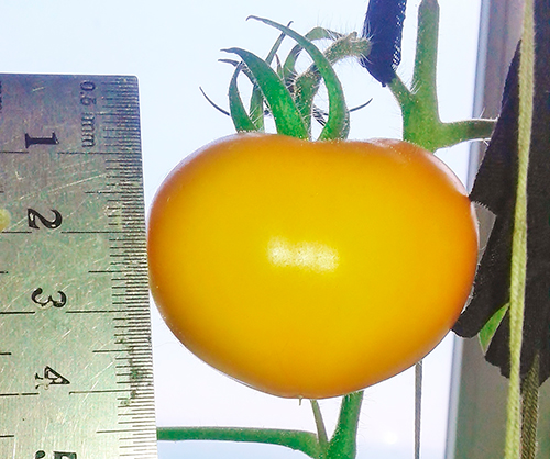 Odmiana pomidora Persimmon