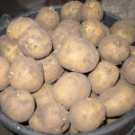 Odmiana ziemniaka Adretta