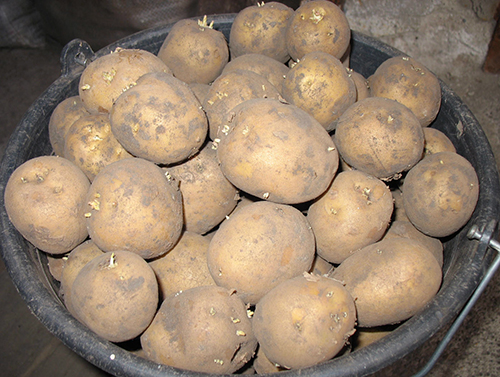 Odmiana ziemniaka Adretta