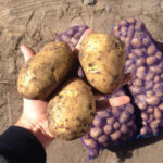 Сорт картофи Гала