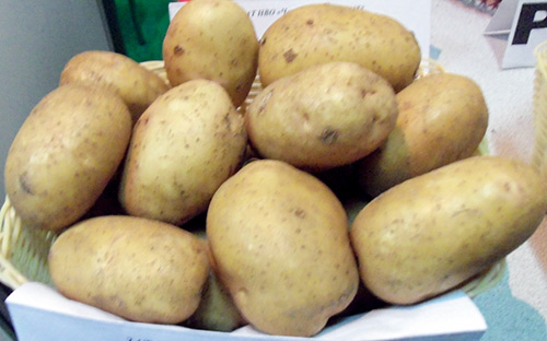 Odmiana ziemniaka Nevsky