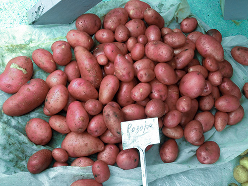 Varietà di patate Rosara