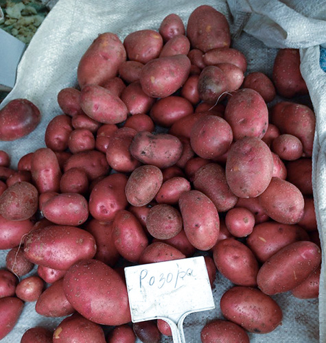 Variedad de patata Rosara