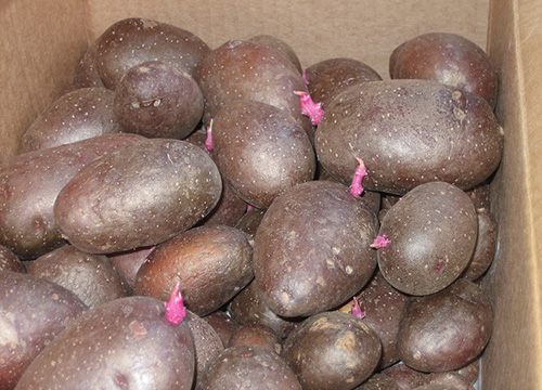 Varietà di patate Rosara