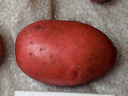זן תפוחי אדמה רוזארה