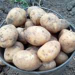 Odmiana ziemniaka Tuleevsky
