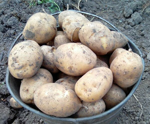 Сорт картофи Тулеевски