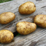 Odmiana ziemniaków Szczęście