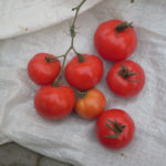 Odmiana pomidora Blagovest