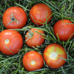 Variedad de tomate Sanka