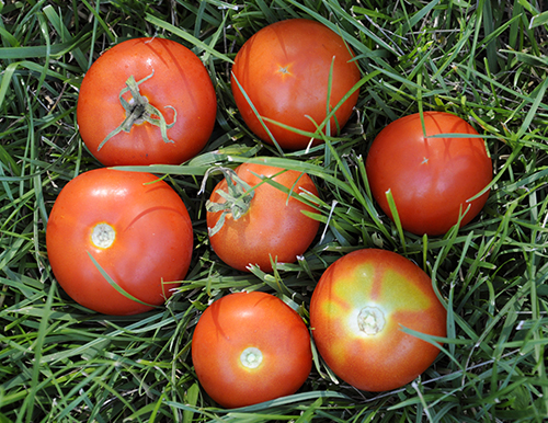 Odmiana pomidora Sanka