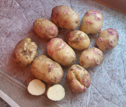 Variedad de patata Picasso