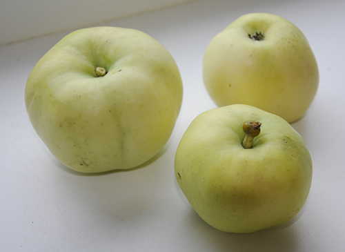 מגוון תפוחים מילוי לבן