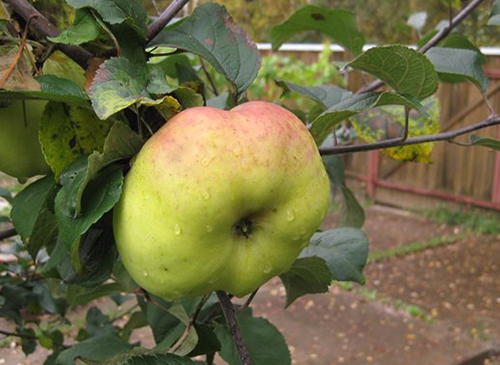 Odmiana jabłkowa Bogatyr