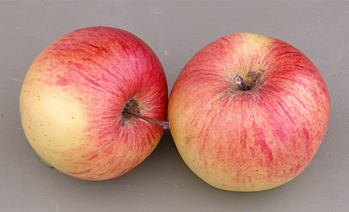 Odmiana jabłek Wellsey