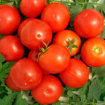 Tomato variety Yablonka of Russia