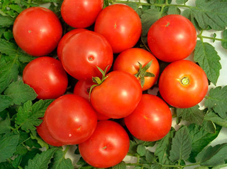 Variedad de tomate Yablonka de Rusia