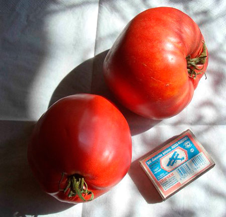 Odmiana pomidora Różowy miód