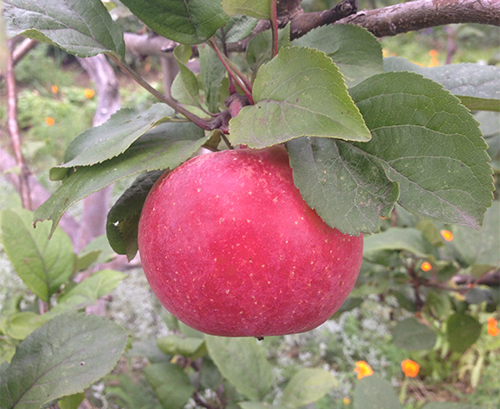 Odmiana jabłek Krasa Sverdlovsk