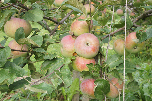 Odmiana jabłek Medunitsa