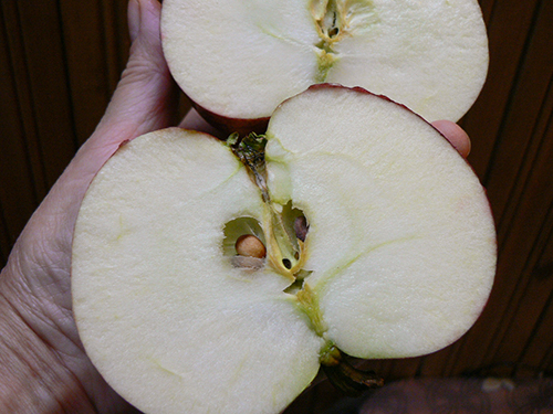 Odmiana jabłek Medunitsa