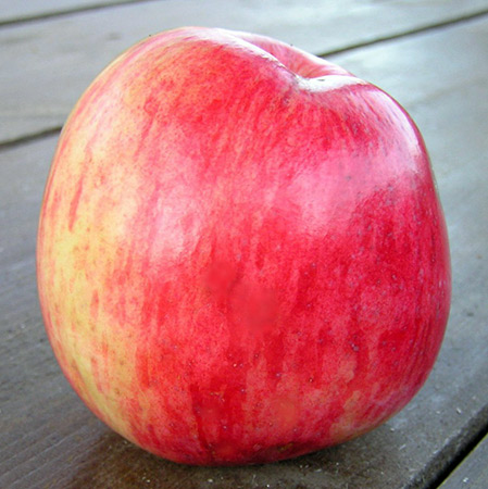 Сорт ябълка Августа