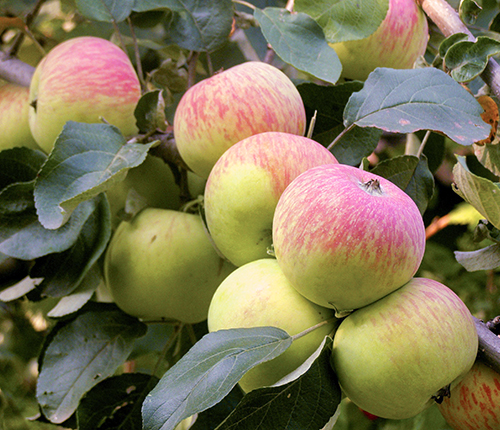 מגוון תפוחים בורובינקה