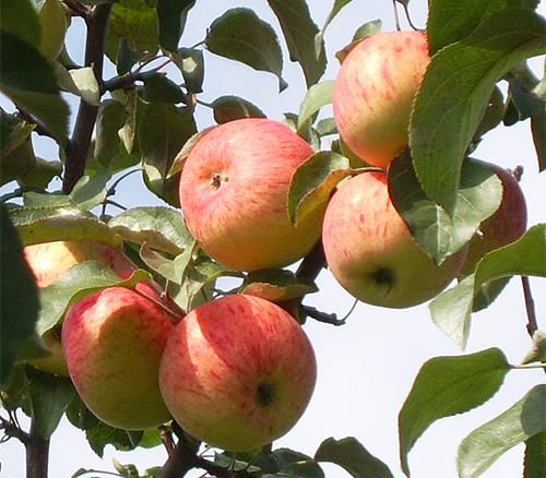 מגוון תפוחים בורובינקה