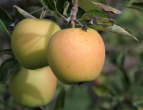 Variedad de manzana Golden Delicious