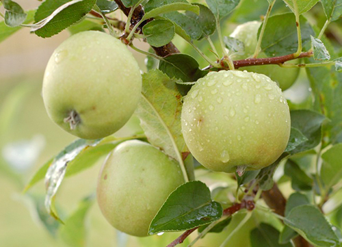 זן תפוחים גולדן דלישס