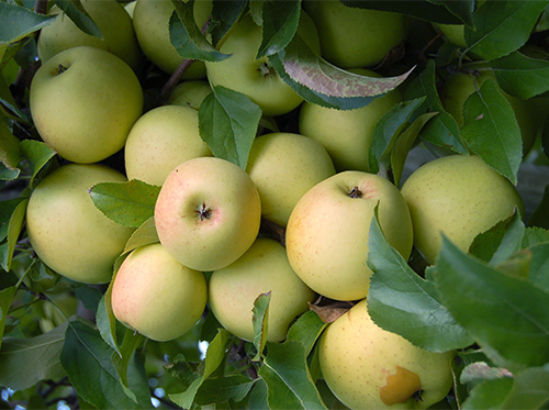 Variedad de manzana Golden Delicious