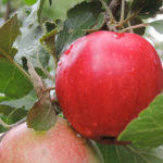 Odmiana jabłkowa Pepin szafran