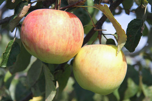 Regalo de variedad de manzana a Grafsky