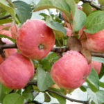 Odmiana jabłkowa Uralets
