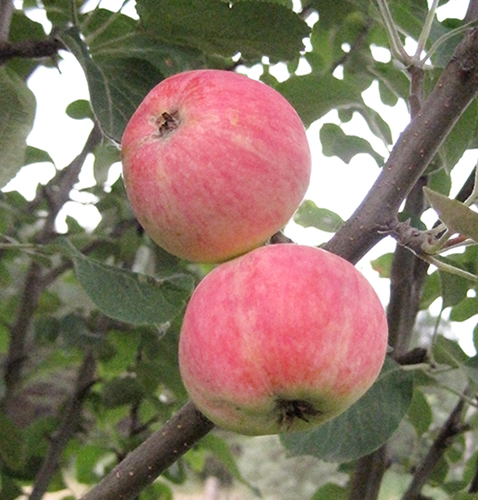 Uralets de variedad de manzana