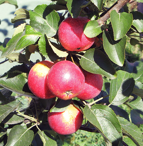 Сорт ябълка Лелея