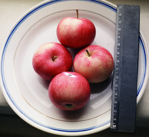 Сорт ябълка Лелея