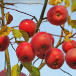 متنوعة التفاح Zvezdochka