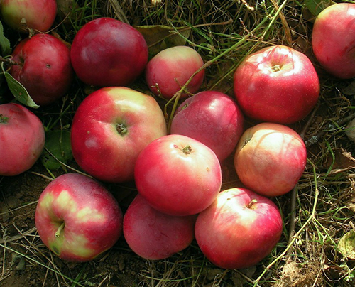 Varietà di mele Zvezdochka