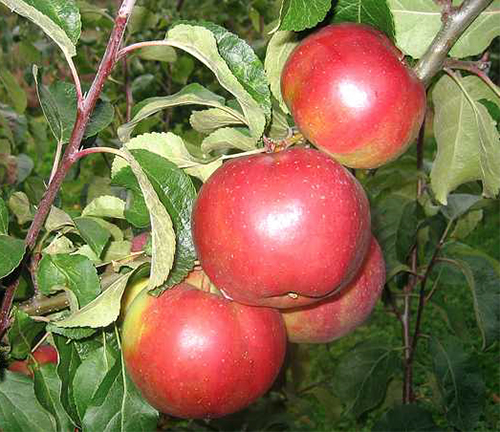 Variedad de manzana Antey
