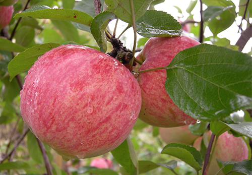 Odmiana jabłkowa Cynamonowe w paski