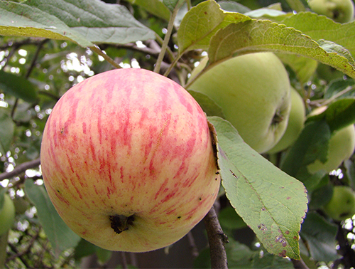 Variedad de manzana Canela rayada